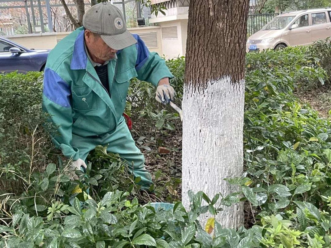 小区绿化养护苗木涂白